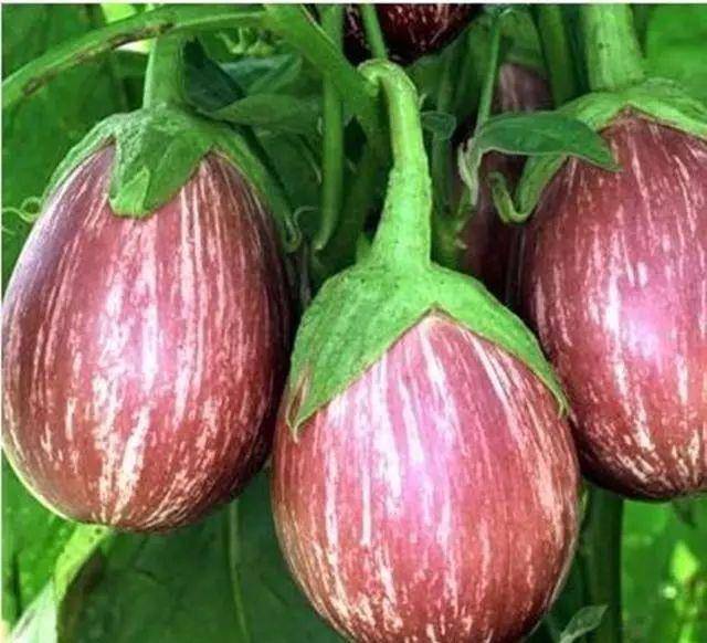 这不是转基因,是杂交新品,农民致富的好项目_茄子
