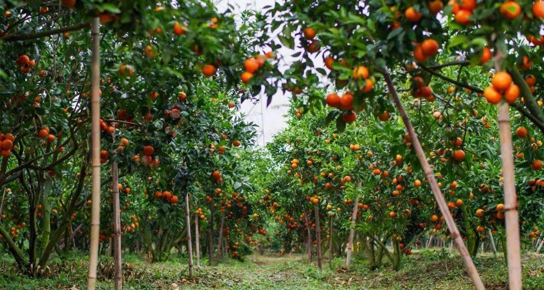 12316农技丨做好冬季柑橘果园重大病虫害防控工作