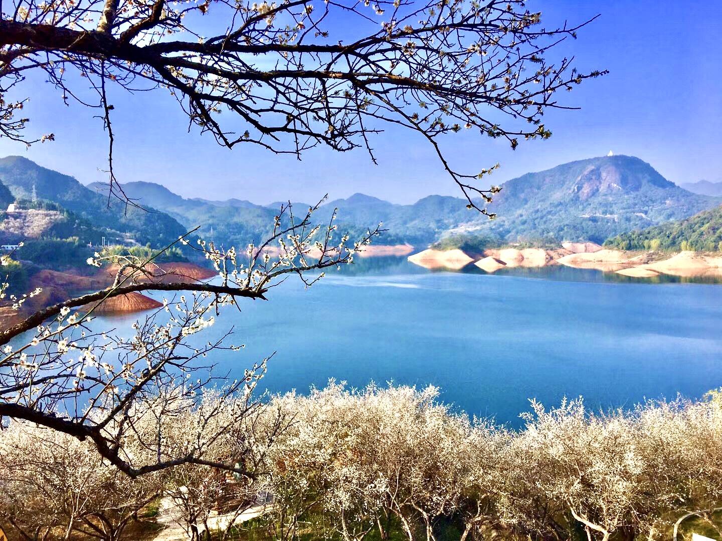 梅花开不止,"轱辘"转未停