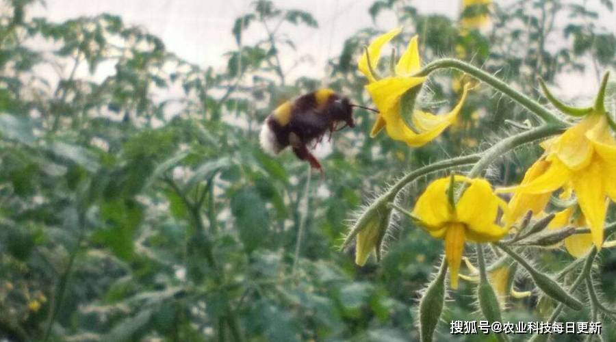 熊蜂为番茄花当红娘 番茄颜值高又好吃 授粉