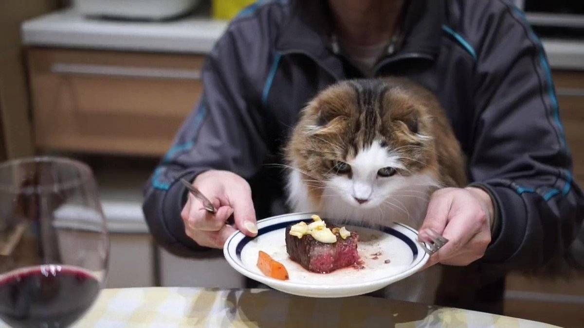 原创优雅的猫咪吃饭需要铲屎官系上围嘴生活需要仪式感