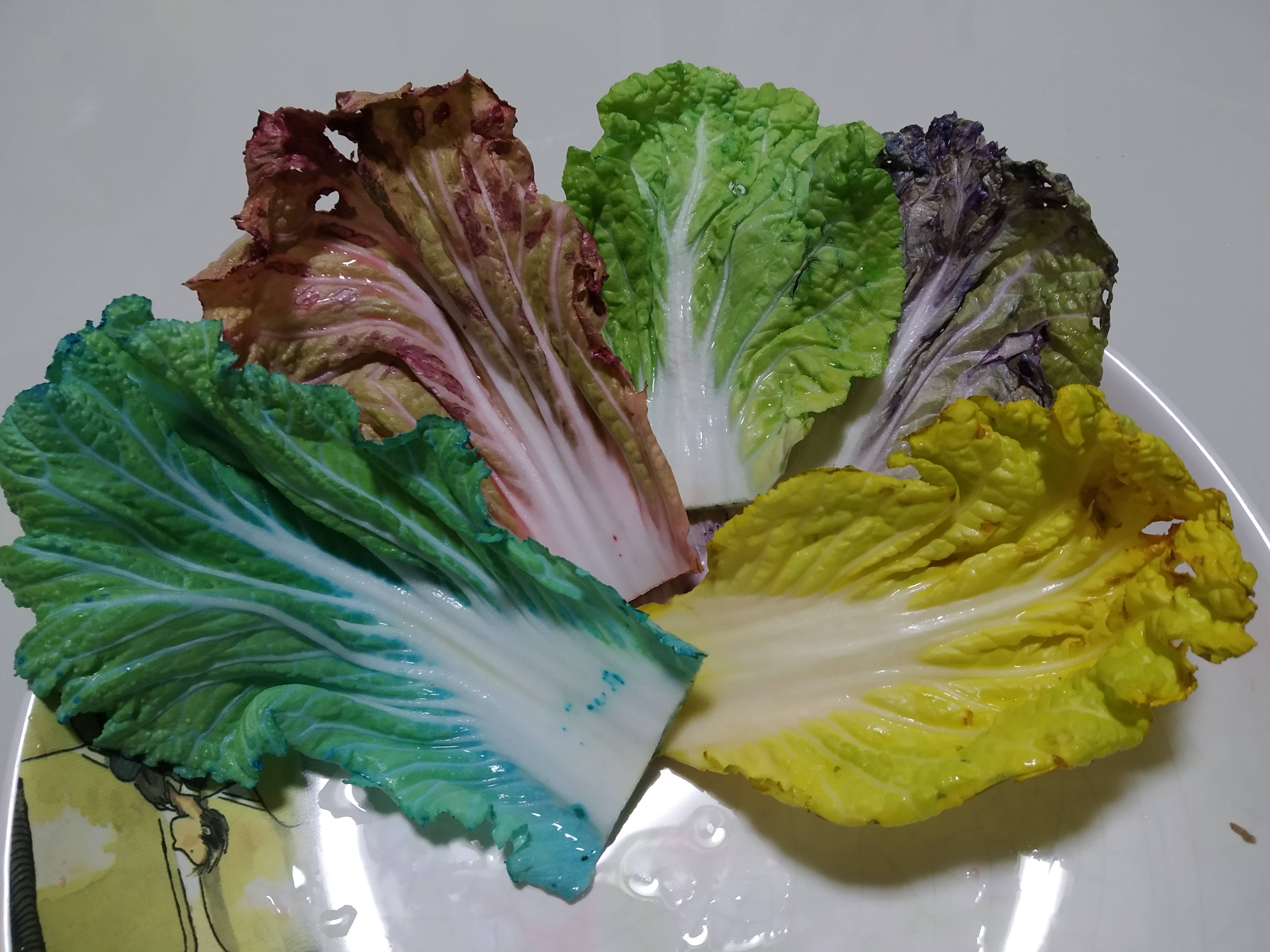 哄娃神器——趣味实验:换装大白菜,神奇的"毛细现象"