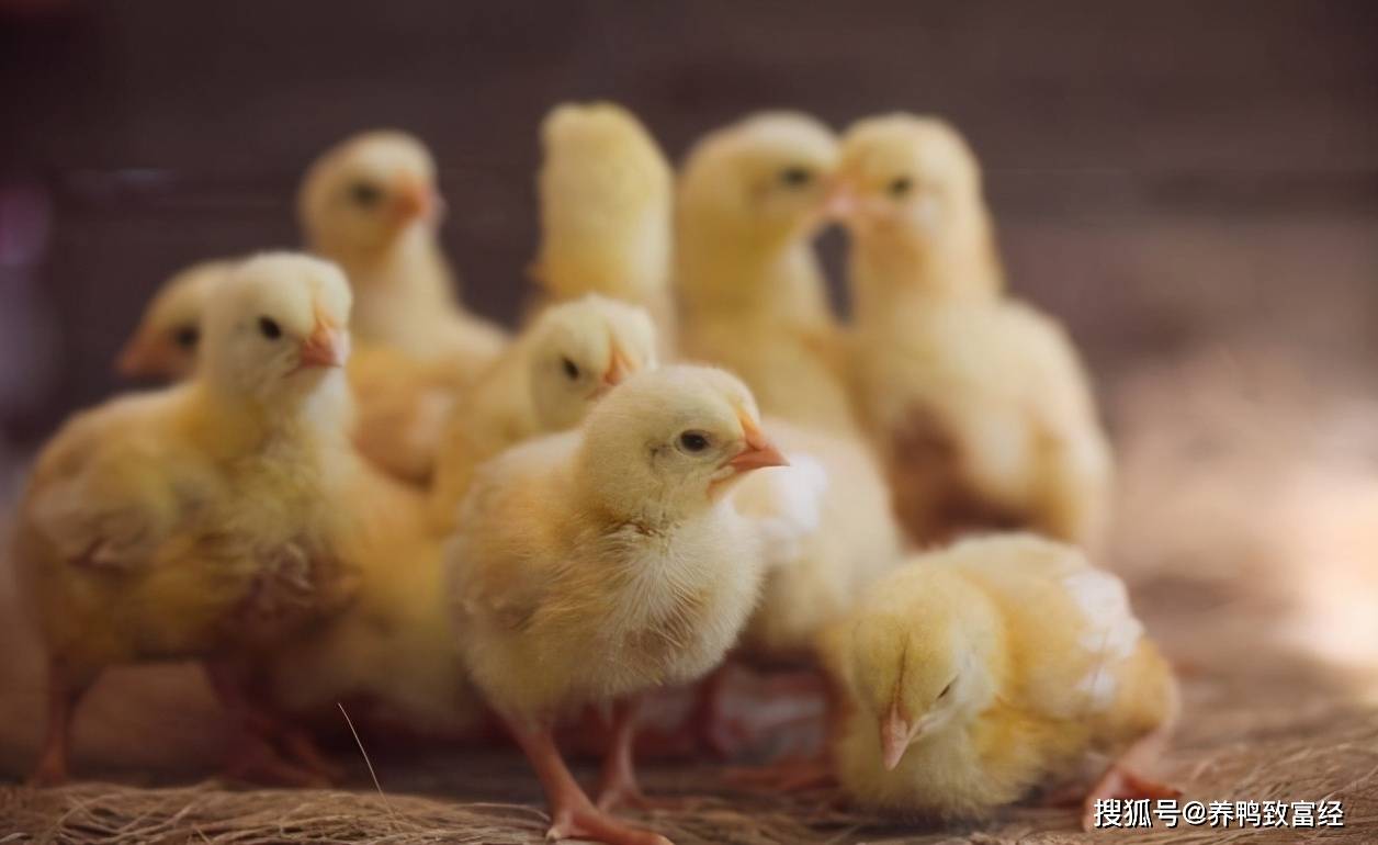 怎么选择优质的鸡 2b22c019024e4c3f804df0c1cd477436.jpeg