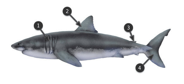 教你用笔刷画岩石的诀窍!_鲨鱼