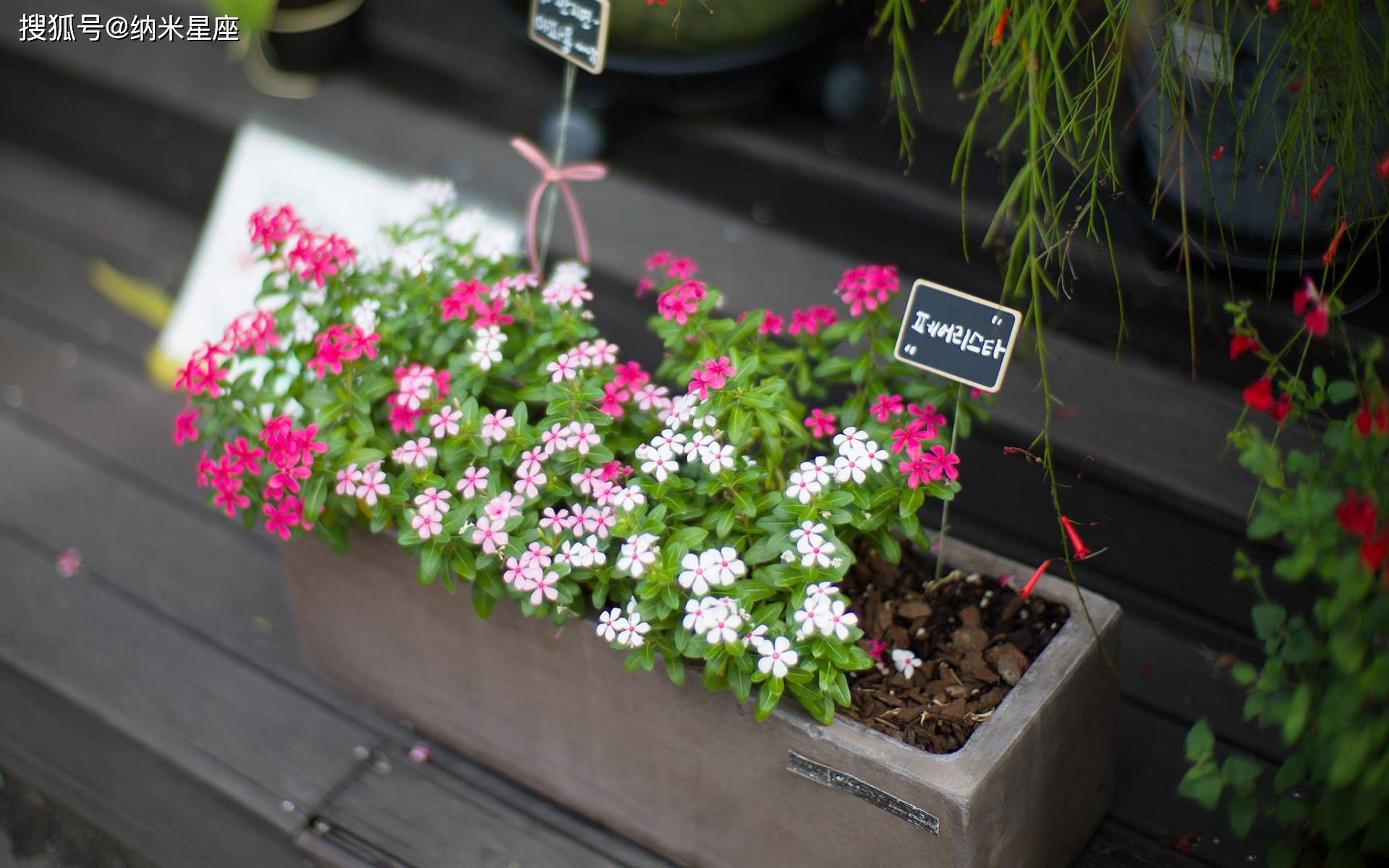 室内最好养的小型花卉推荐 5d7c2906fd814035b40ab4549577eb99.jpeg