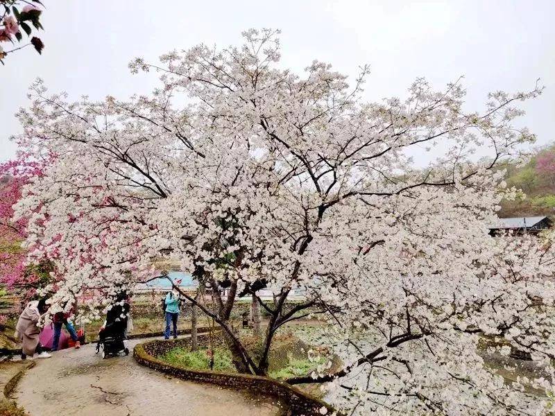 寻路记|不用去日本！广东也有烂漫樱花！【6个小众赏樱宝藏地揭秘】