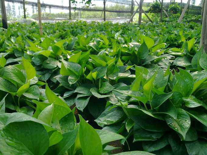 绿萝浇什么长得快 c0fa577947a841238296c6fc30f9d137.jpeg