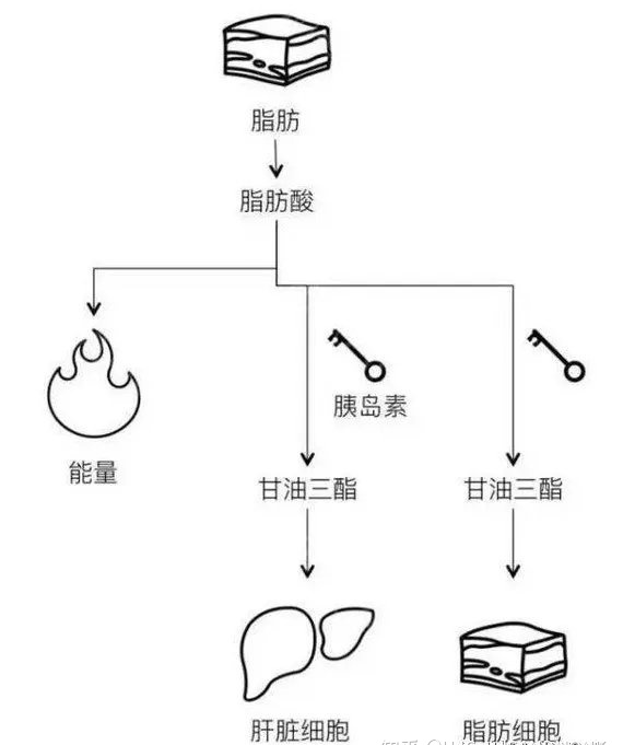 这一水解的过程当然离不开"水",每个脂肪分子的水解过程都需要消耗掉