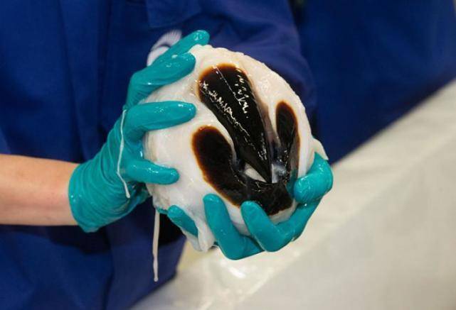 同样是鱿鱼,大王酸浆鱿可以吃吗?为什么人们不吃?