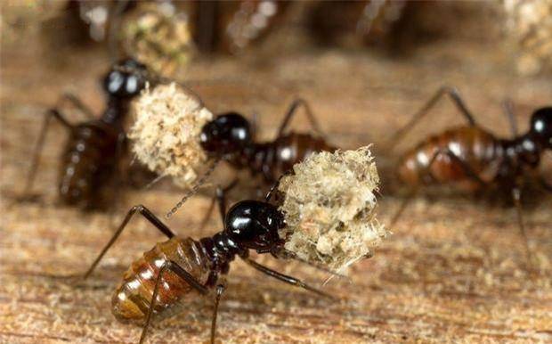 做梦梦到蚂蚁，寓意与解析