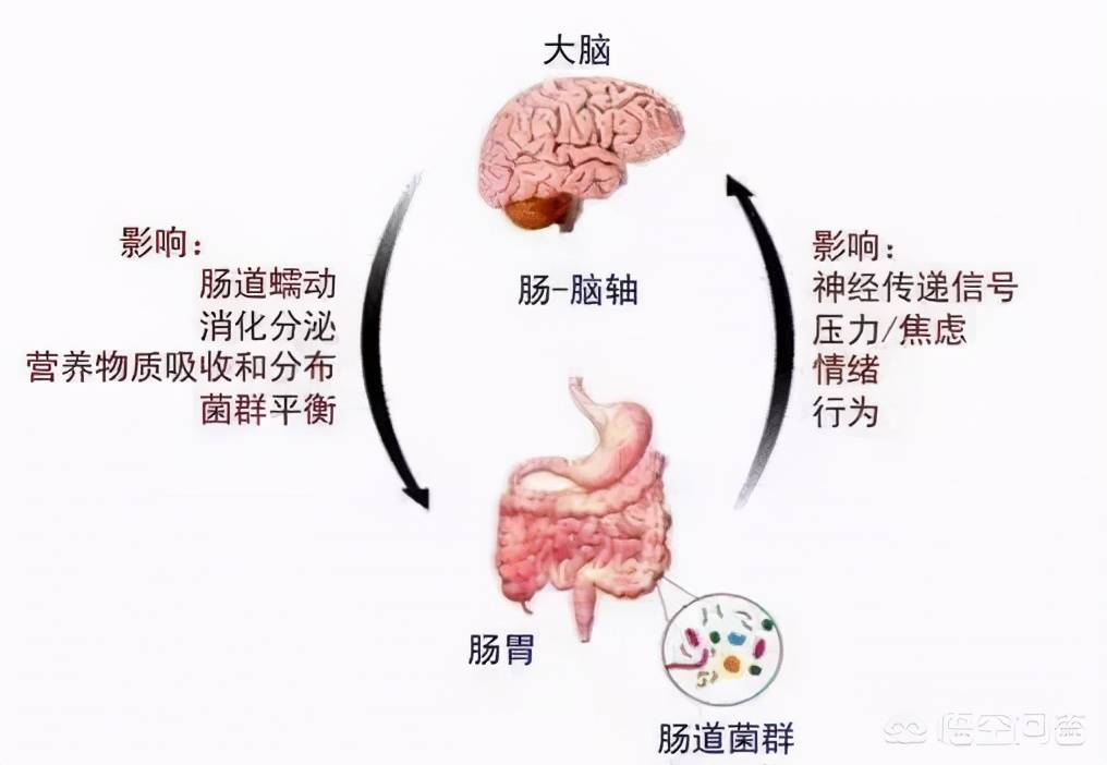 焦虑抑郁会引起胃肠功能紊乱吗胃肠功能紊乱该怎样治疗