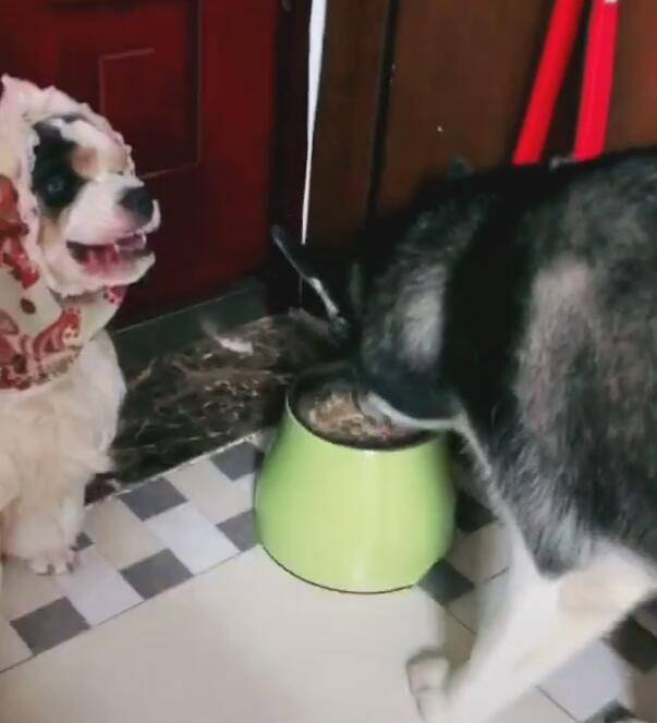 二哈抢吃狗子的狗粮，狗子不敢翻脸，气得嘴巴上下打结！