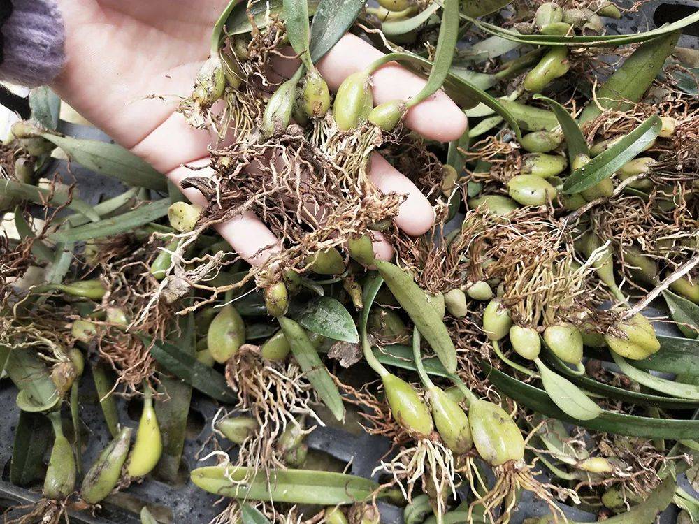 也没人放过它,再加上目前石仙桃少有农民种植,主要是以采挖野生的为