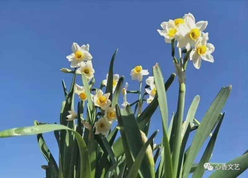 紫水仙花图片简笔画 紫水仙花图片简笔画画法