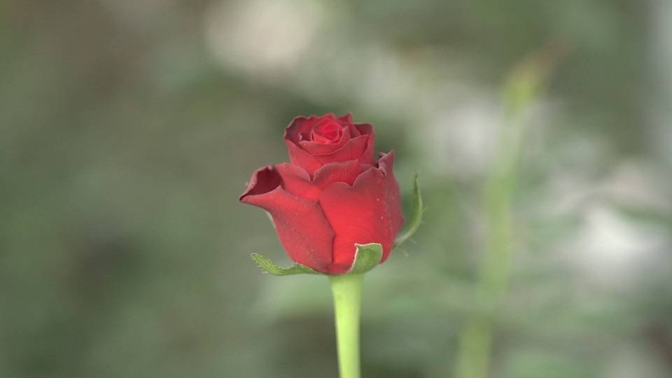 在花开的地方 温情一冬 花域