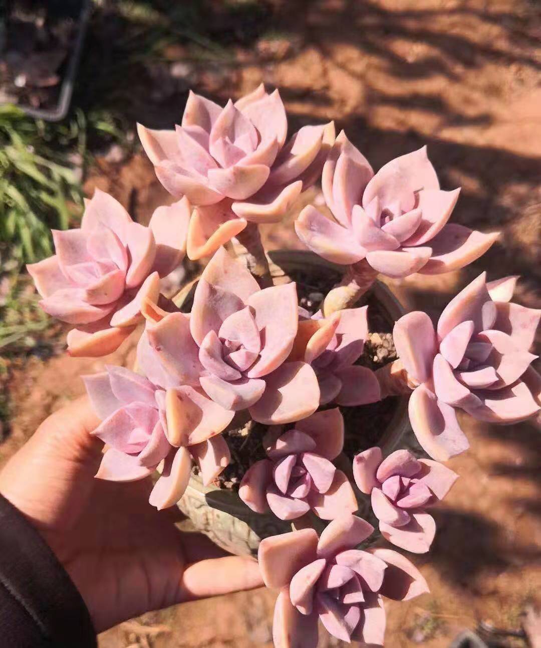 初恋多肉难养吗