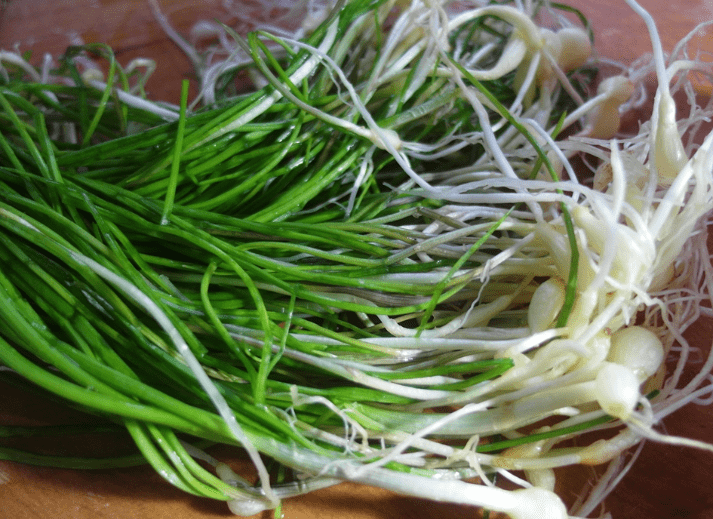 野葱外形其实跟我们常见的蒜苗是比较像的,唯一不同的是蒜苗上面长的