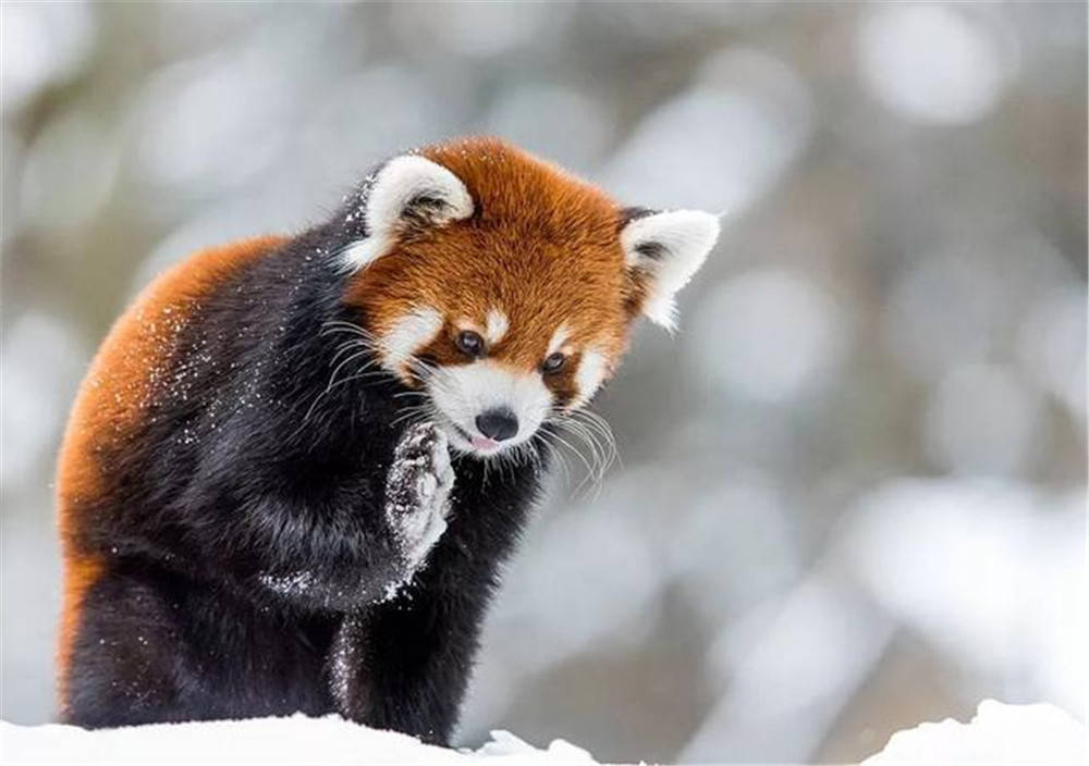 瓦屋山出现小熊猫，雪后觅食撞见猞猁，忙举起前肢，想吓跑它_手机搜狐网