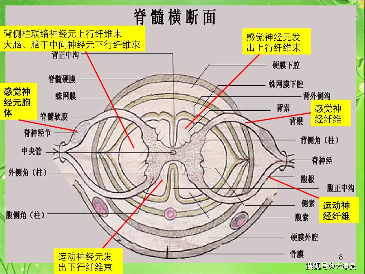 神经系统解剖定位(鲜活图片)