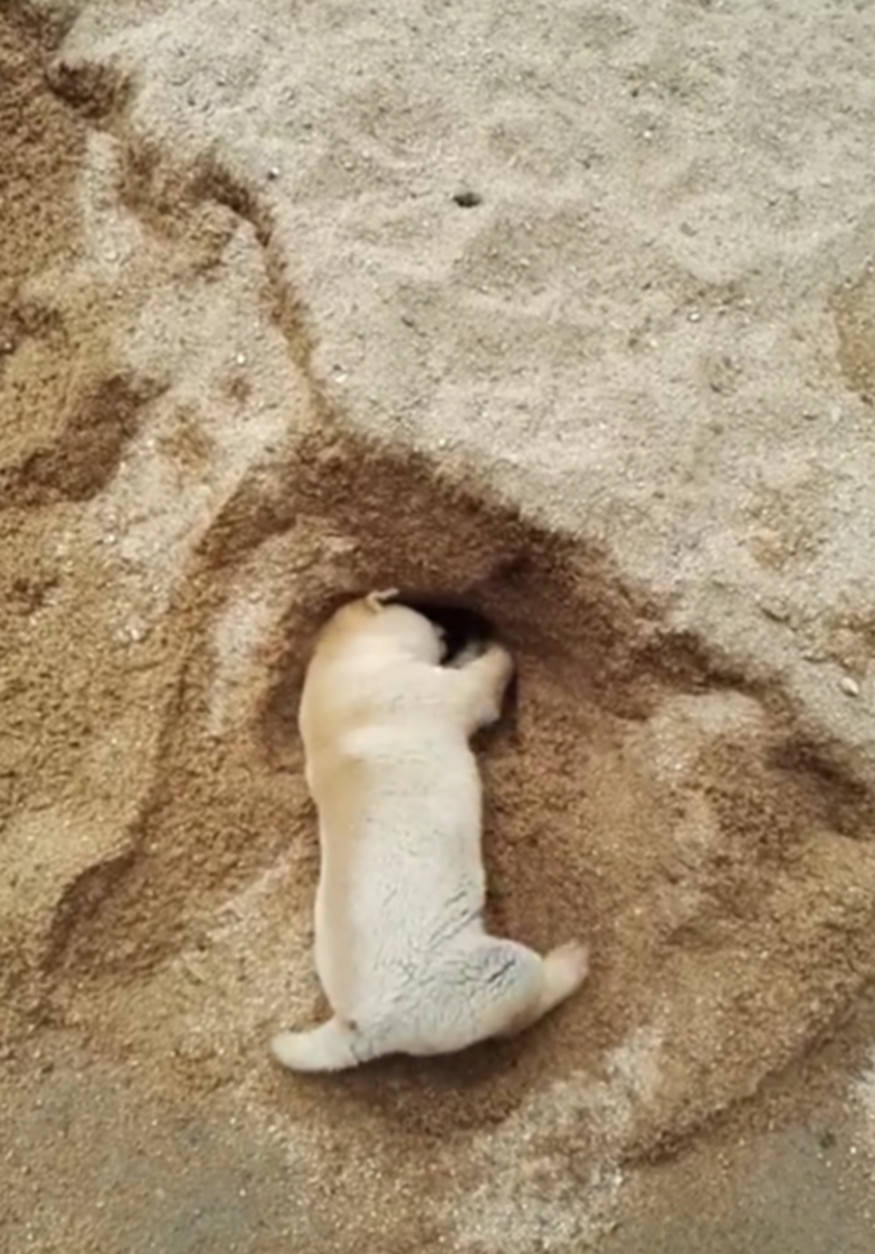 狗狗刨沙坑玩,不料自掘坟墓将自己埋了,主人看了哭笑不得!