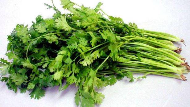 香菜怎么保存冰箱 66bd877cb23a4f71b3af73405161c9e6.jpeg