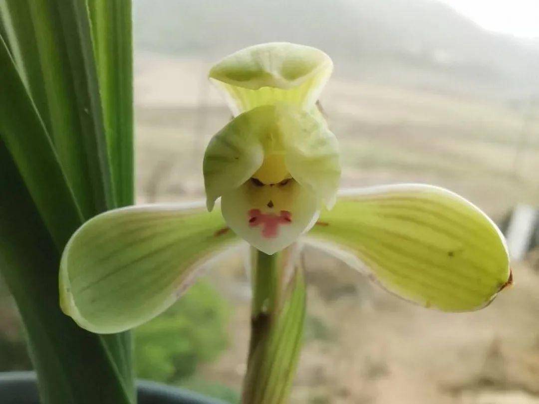 原创最逗的兰花,开花像人脸,越看越想笑