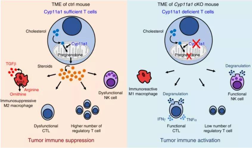 免疫细胞家族:Th2细胞的概述