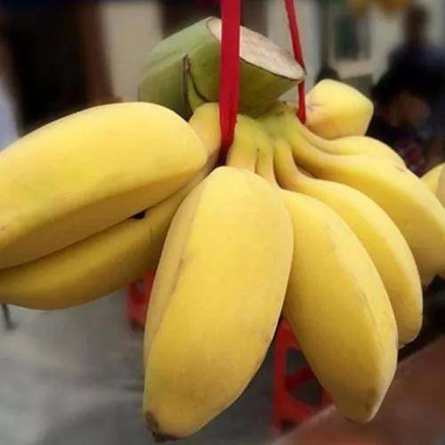 香蕉、芭蕉、米蕉，你吃過哪幾種蕉？ 熱愛美食 第8张