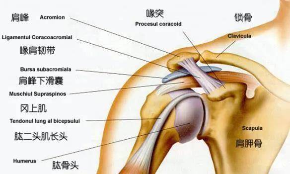 肩部构造图图片