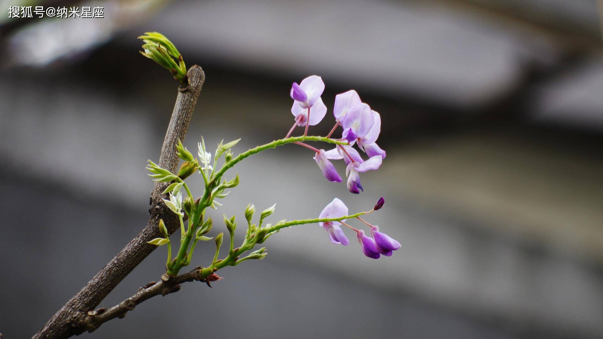 天蝎座星座守护花