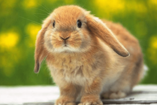 世界上有兔子人吗图片 46589c5add6244428fb414ff1f1e6a1f.png
