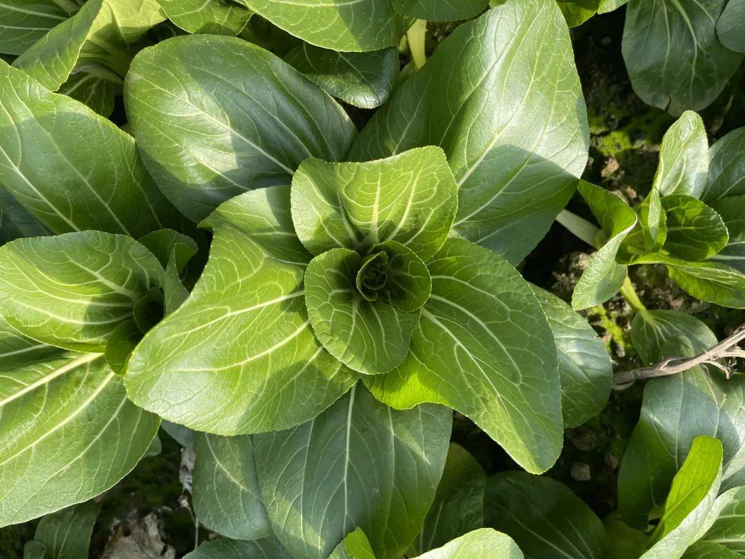 有机上海青,治愈冬季所有不开心