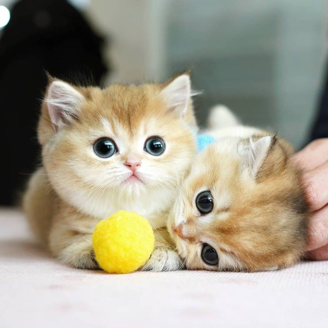猫咪血统证获取方法 a8e52385480e406996098addd6b02858.jpeg