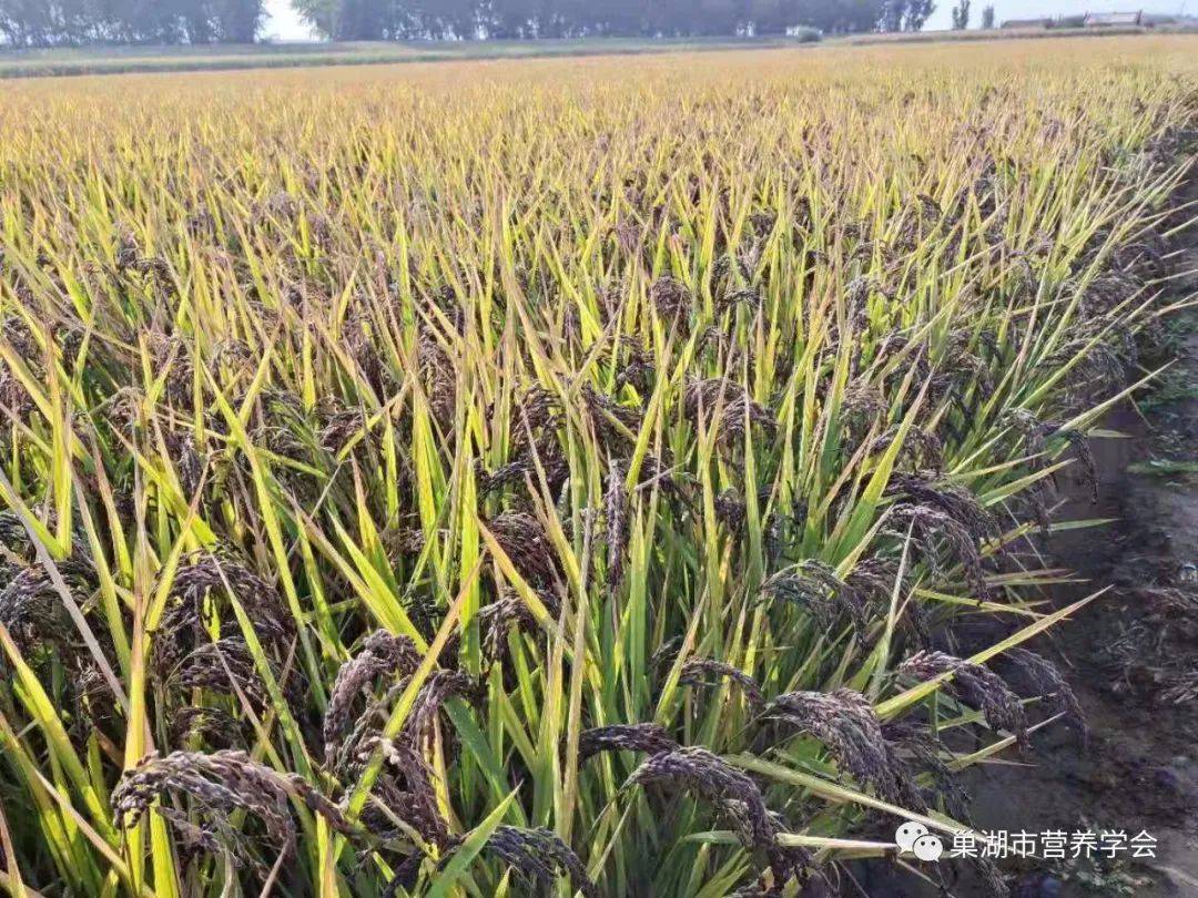 巢湖市营养学会"富有机硒胚芽营养紫米"种植成功.