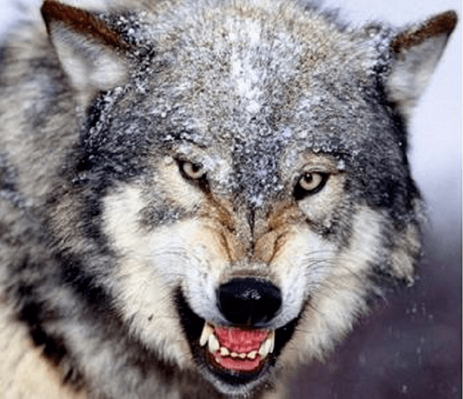 快手龇牙露出狼性一面!92天闪电上市!为何这么着急?认购为何如此疯狂?