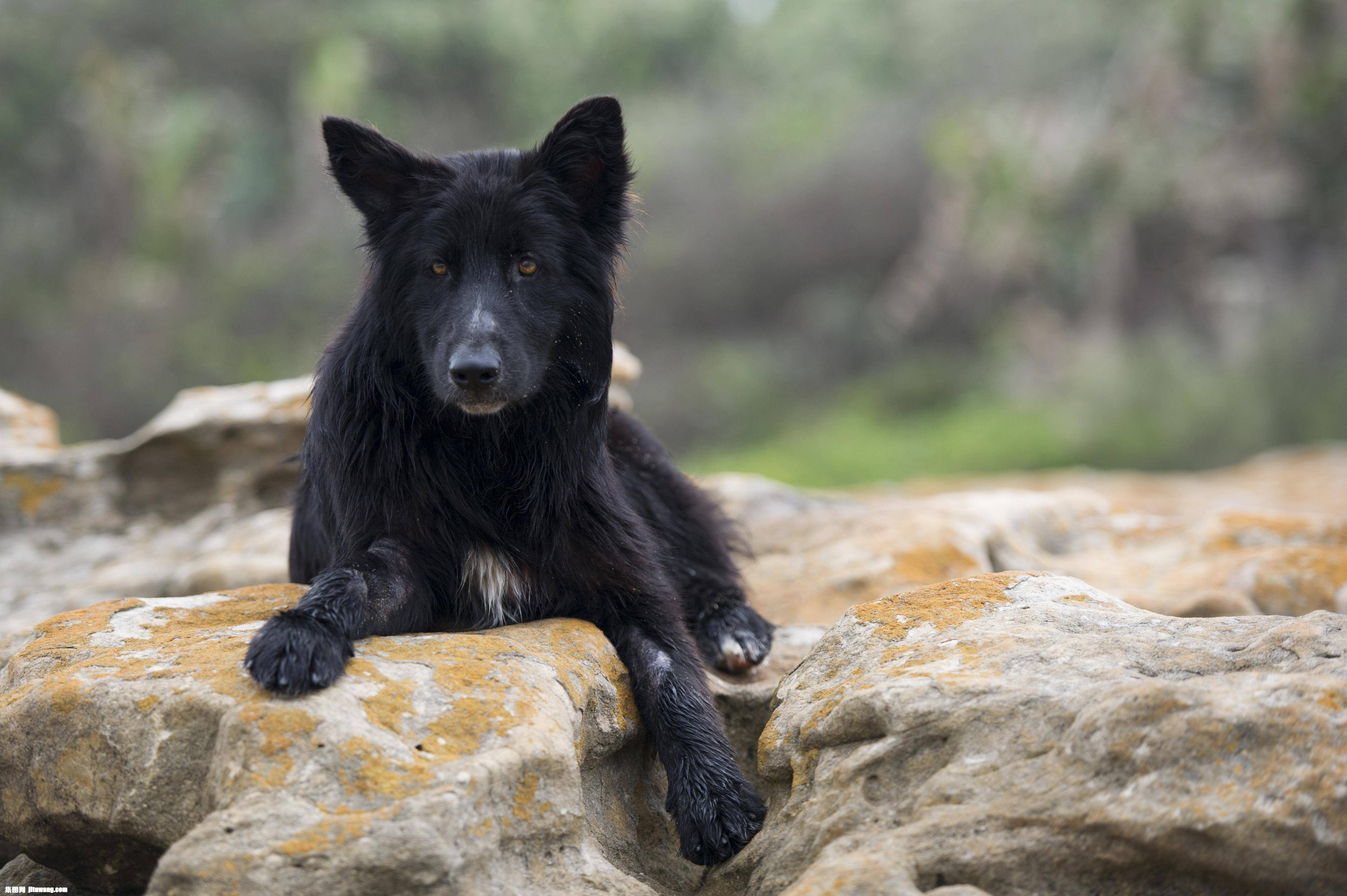 性也高,动作敏捷,非常适合动作式的工作环境,所以是很热门的军,警用犬