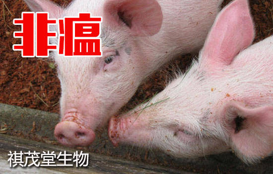 糖萜素在防治猪瘟和非洲猪瘟方面的作用糖萜素有效抑制非瘟病毒的应用