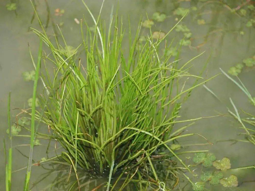 一种韭菜,我国特有植物,记住,见到请管住你的手,不要采挖它_中华