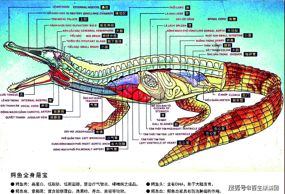 鳄鱼肚子里解剖图片图片