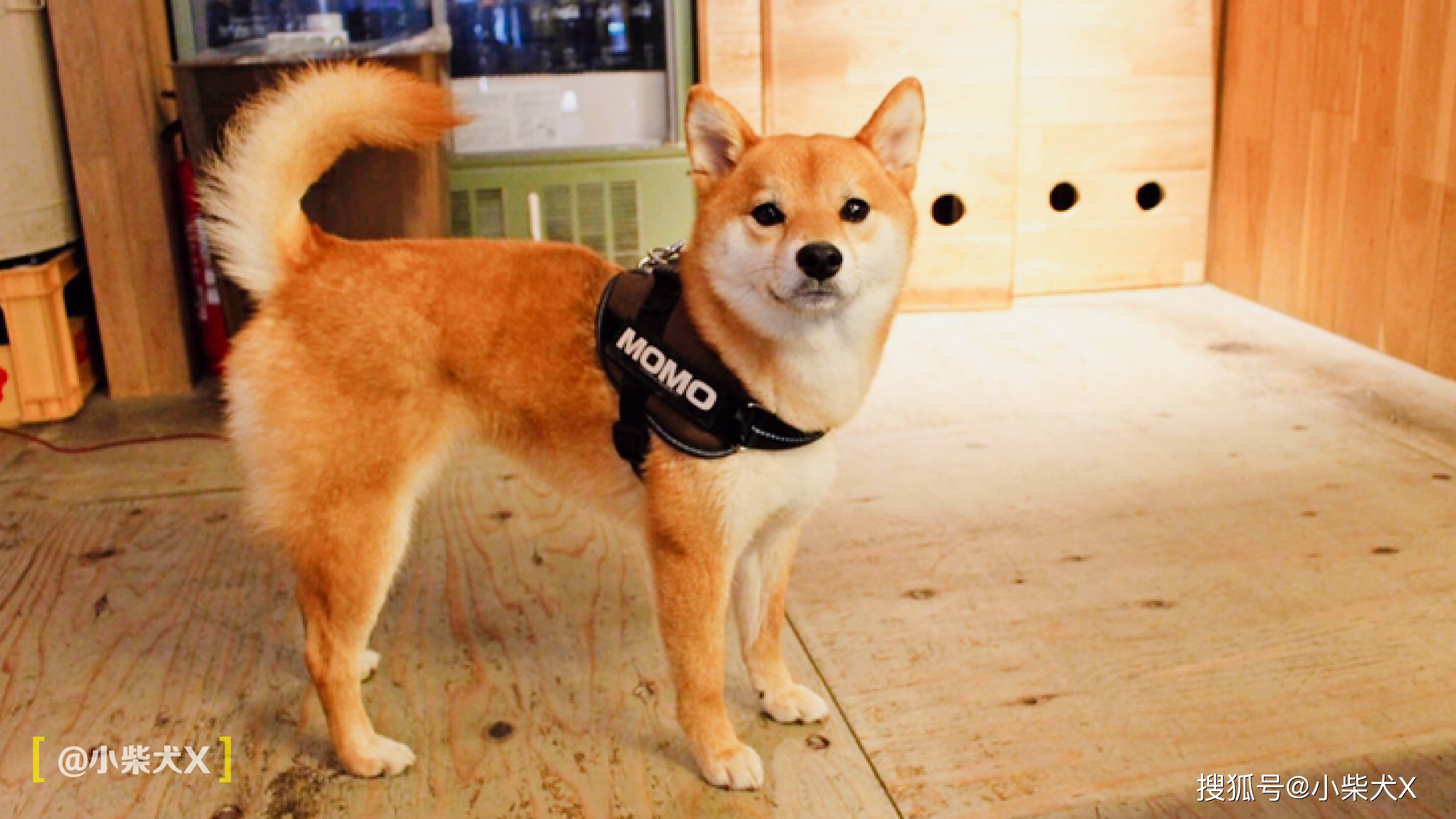 柴犬居然成为了一家日本汉堡店的明星服务员