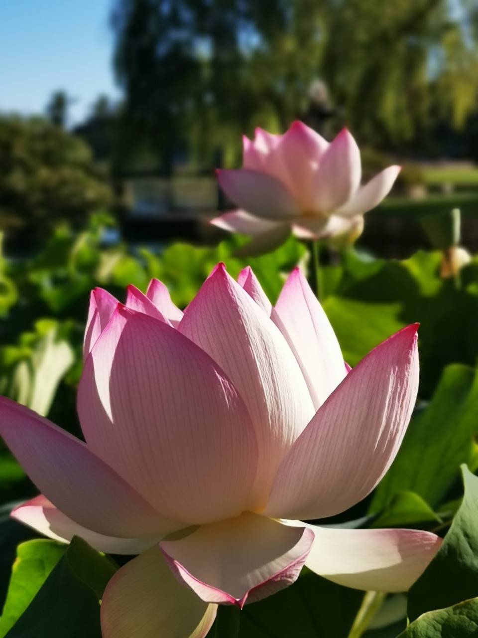 荷花池最后的灿烂悉尼荷花池即将美丽谢幕