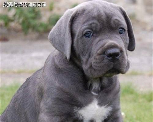 养宠小知识 卡斯罗腿瘸的时候 卡斯罗的腿好好的突然瘸了 主人