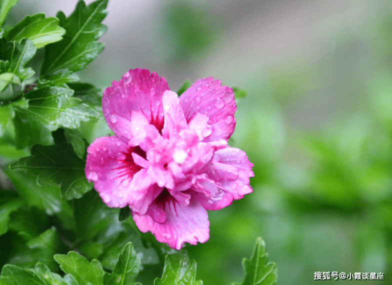 家门兴旺指人口旺_鹿家门图片