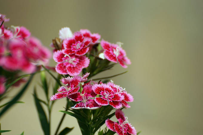 石竹花的花语 纯洁的爱 才能 大胆和女性美 母亲