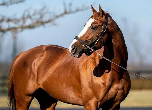 在获知被评选为2020年度世界最佳泥地一哩马与日蚀奖年度最佳泥地公马