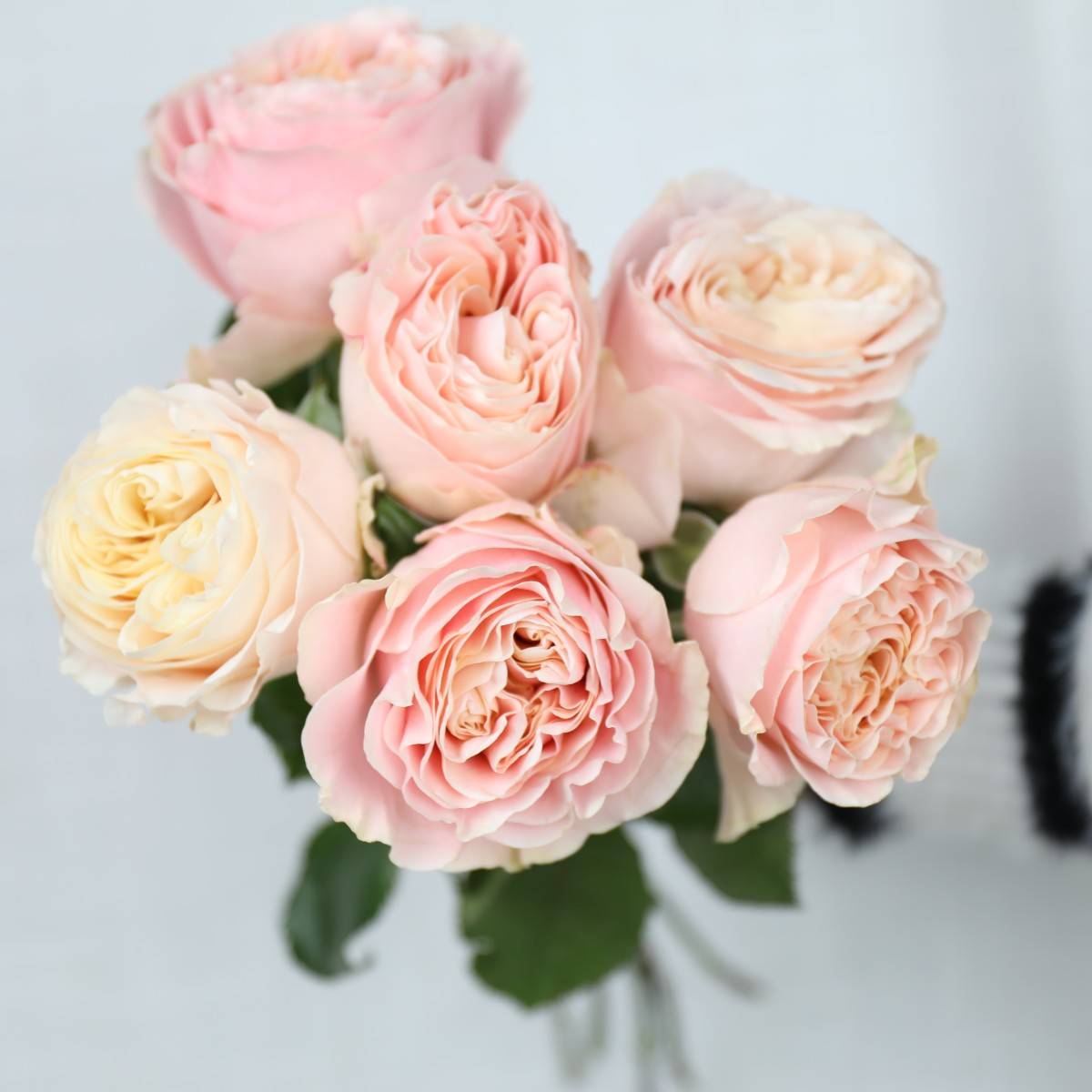 新品6款牡丹玫瑰来袭喜欢大花头玫瑰的绝对不能错过哦