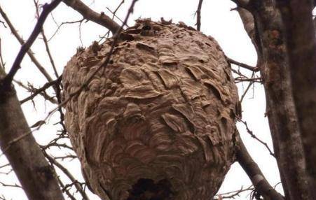 成语农什么蛇_成语故事图片(3)