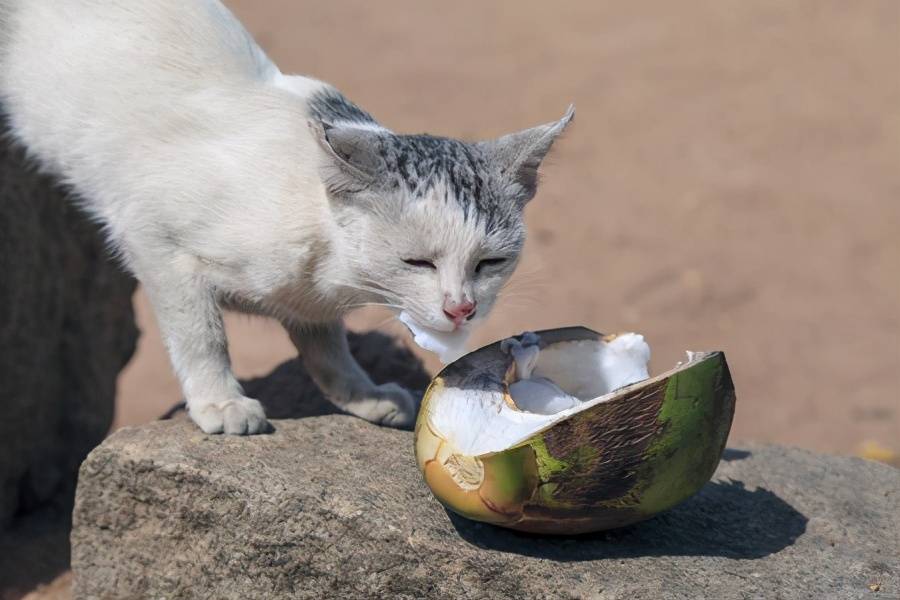 椰子肉闻起来有股淡淡的奶香味,而且椰子水还能给猫咪喝,不过要记得