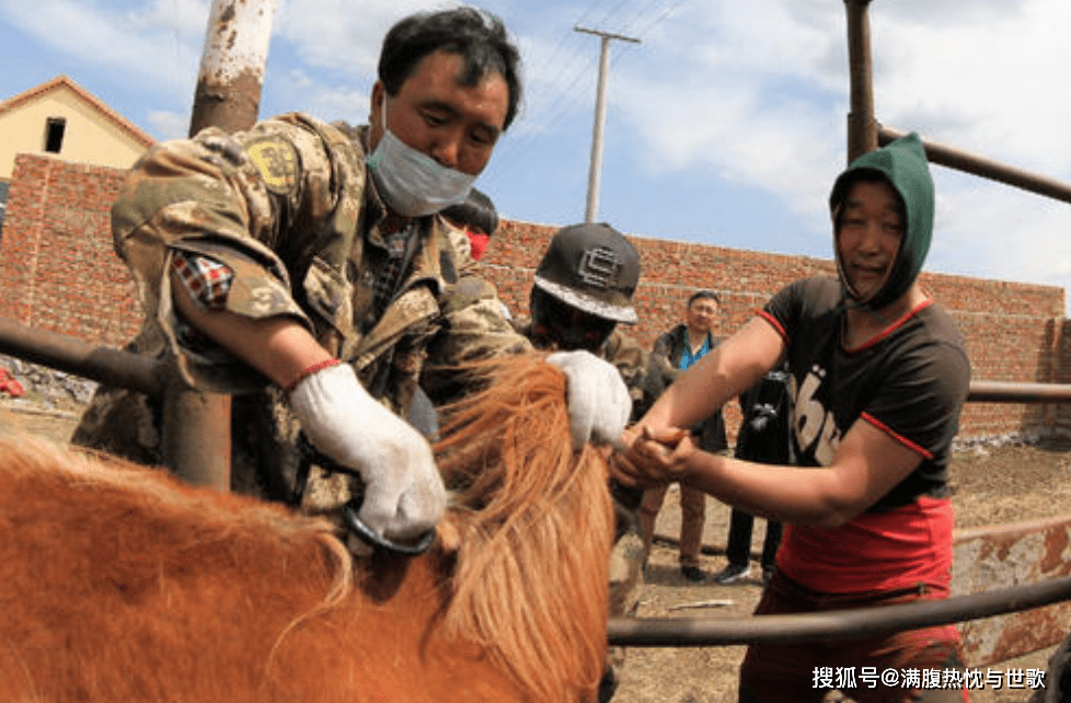 为何内蒙古草原的马都要被烙印？游客不忍直视，牧民：身份的象征