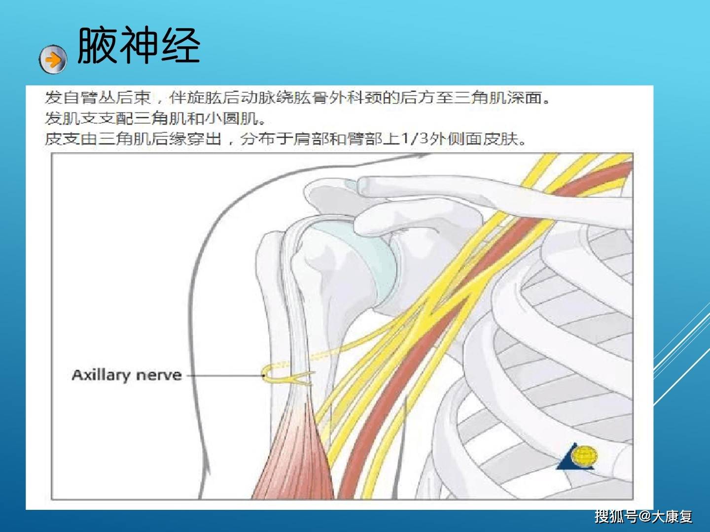 臂丛神经体表投影位置图片